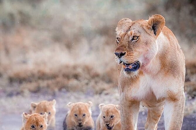 7 Days Private Safari in Tanzania - Key points to know before booking