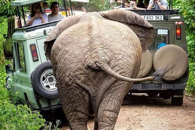 7 Days Private Safari in Tanzania - Day 1: Getting from Kilimanjaro Airport to Arusha
