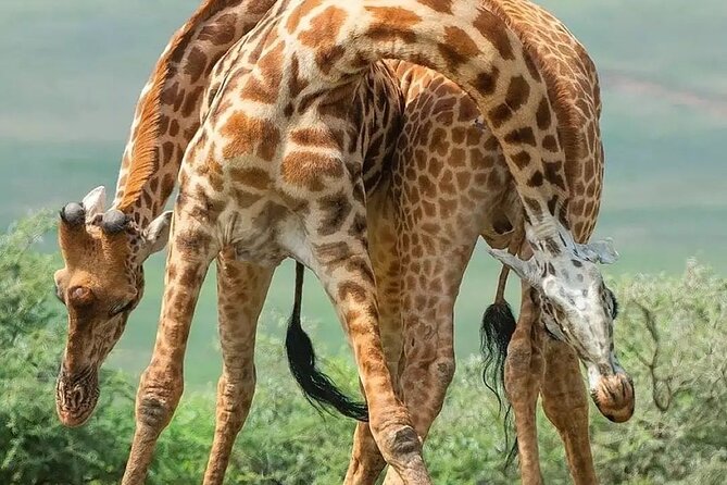 7 Days Private Safari in Tanzania - Day 5: From the Serengeti to Ngorongoro