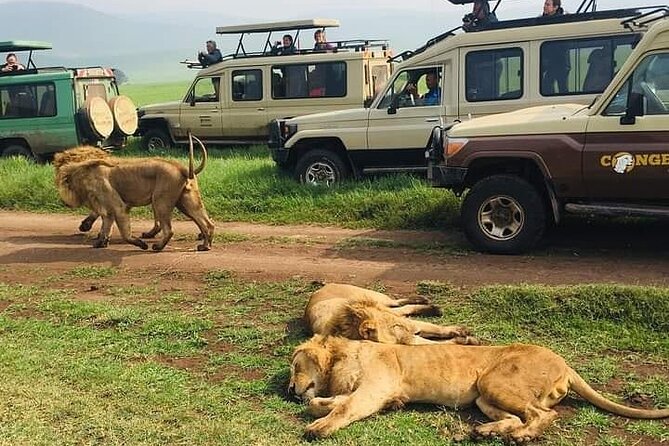 7 Days Private Safari in Tanzania - Day 6: The Ngorongoro Crater game drive