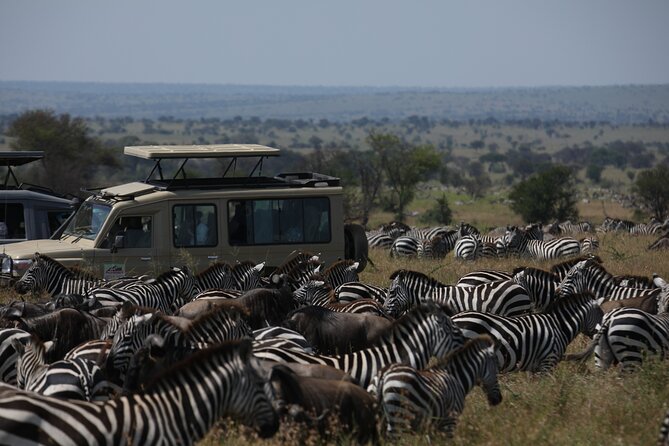 7 Days Private Serengeti Wildebeest Migration Tour - The strongest praise for the Meru Slopes team