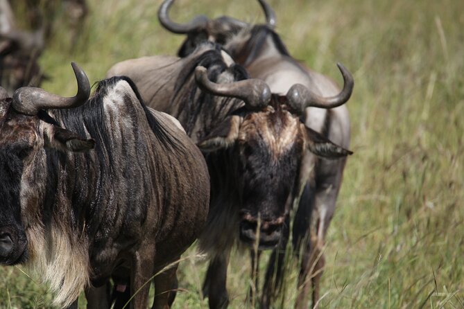 7 Days Private Serengeti Wildebeest Migration Tour - Day 2 in Tarangire: elephants beneath baobabs