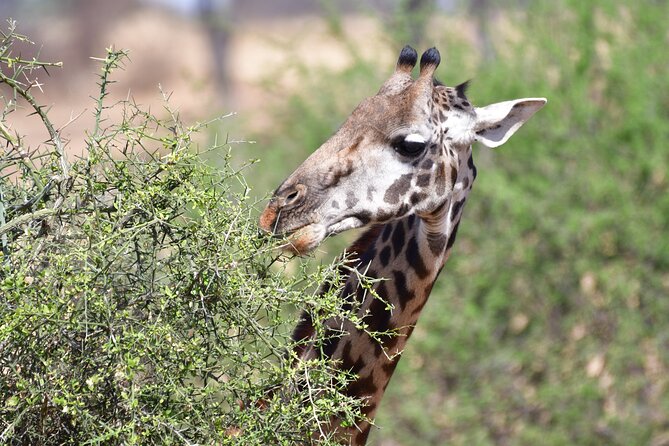 7 Days Rhino Ngorongoro Crater Safari Tour - Day 3: The long road to Serengeti