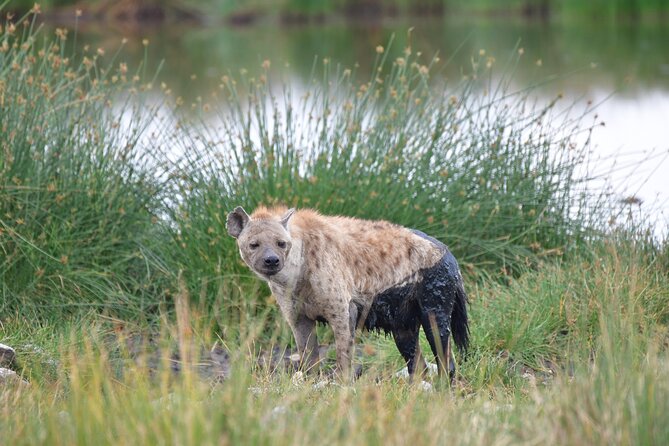 7 Days Rhino Ngorongoro Crater Safari Tour - Day 4: A full Serengeti day earns its place