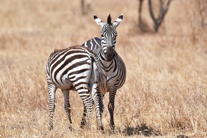 7 Days Rhino Ngorongoro Crater Safari Tour - Day 5: Down into Ngorongoro Crater