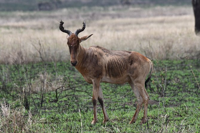 7 Days Rhino Ngorongoro Crater Safari Tour - Day 6: Forest, monkeys, and hippos at Lake Manyara