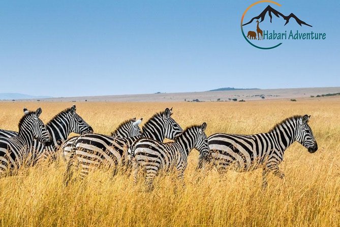 7 Days Safari. Serengeti, Tarangire, Lake Manyara & Ngorongoro Crater. - Days 3 and 4: Two full searches across central Serengeti
