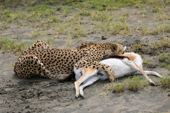 7 Days Safari. Serengeti, Tarangire, Lake Manyara & Ngorongoro Crater. - Day 5: Leaving the plains for the Ngorongoro highlands