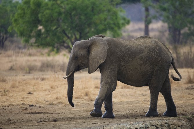 7 Days Safari. Serengeti, Tarangire, Lake Manyara & Ngorongoro Crater. - Day 7: Lake Manyara’s birds, lake and tree-climbing lions