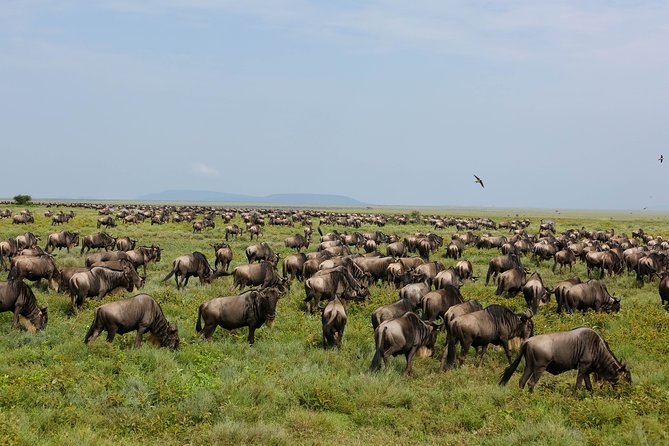 7 Days Safari. Serengeti, Tarangire, Lake Manyara & Ngorongoro Crater. - Guides, vehicles and the human side of the safari