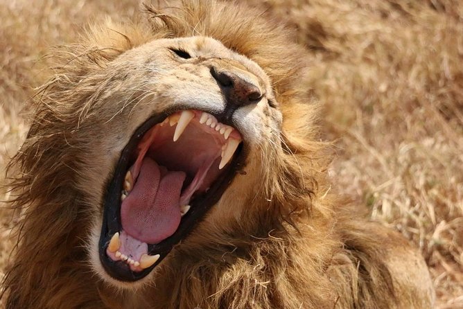 7 days safaris to see great migration - Key details that shape the safari