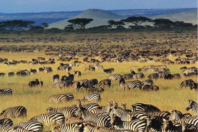 7 days safaris to see great migration - Why this route works for a Great Migration safari