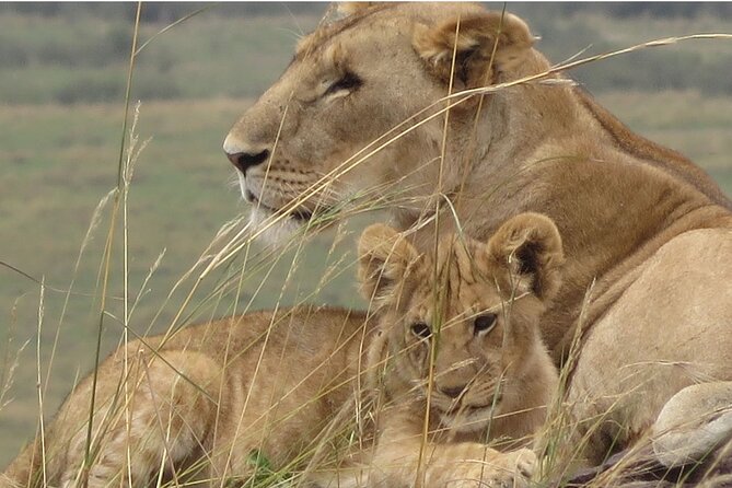 7 days safaris to see great migration - Food, camp style, and what the price really covers