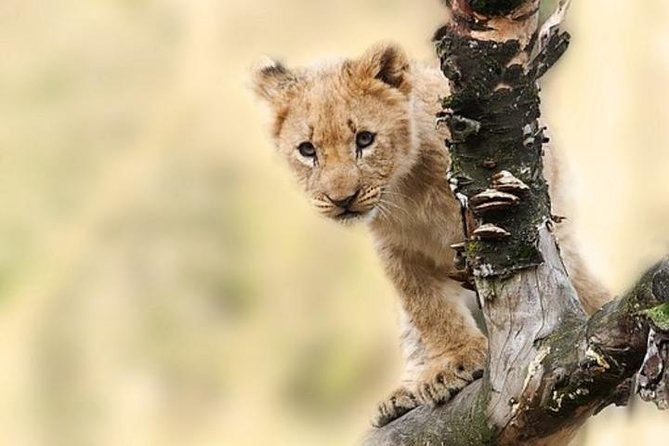 7 Days Tanganyika Wilderness Safari - Why this seven-day route works