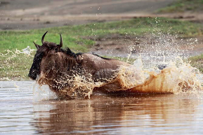 7 Days Tanzania Luxury Safari Experience & Coffee Walking Tour - Why this route works so well in seven days