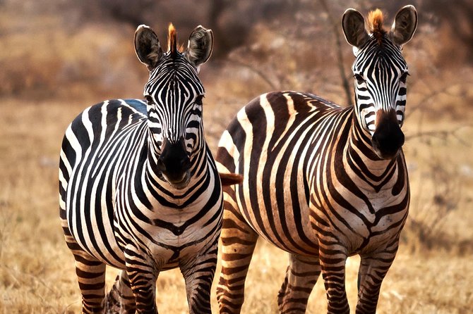 7 Days Tanzania Luxury Safari Experience & Coffee Walking Tour - Days 3 and 4: Two days in the endless Serengeti