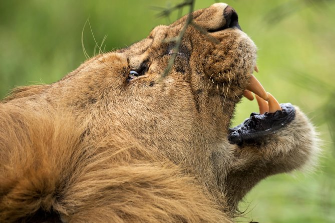 7 Days Tanzania Luxury Safari Experience & Coffee Walking Tour - Day 5: Leaving the plains for a Karatu coffee walk