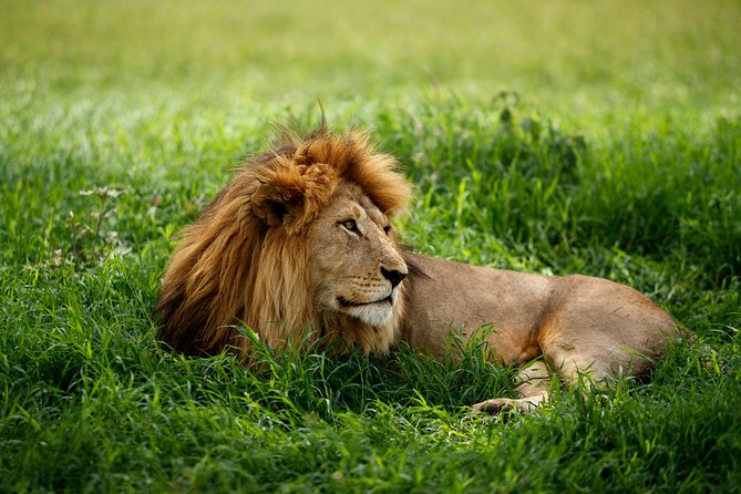 7 Days Tanzania Luxury Safari Experience & Coffee Walking Tour - Day 7: Returning to Arusha by midday