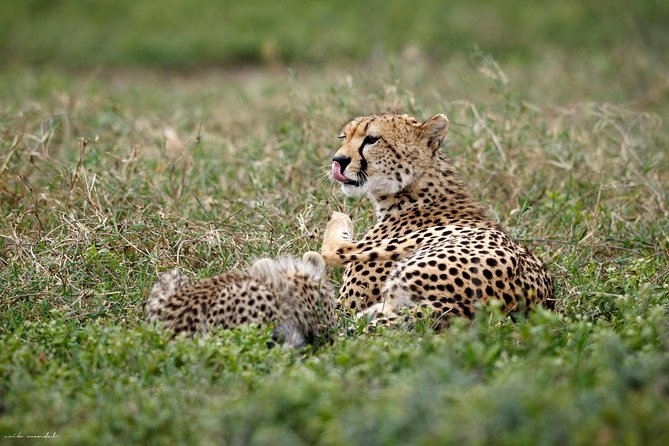 7 Days Tanzania Luxury Safari Experience & Coffee Walking Tour - Day 1: Tarangire’s baobabs and close elephant sightings