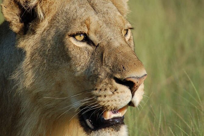 7 Days Tanzania Luxury Safaris - Day 6: Down into the Ngorongoro Crater