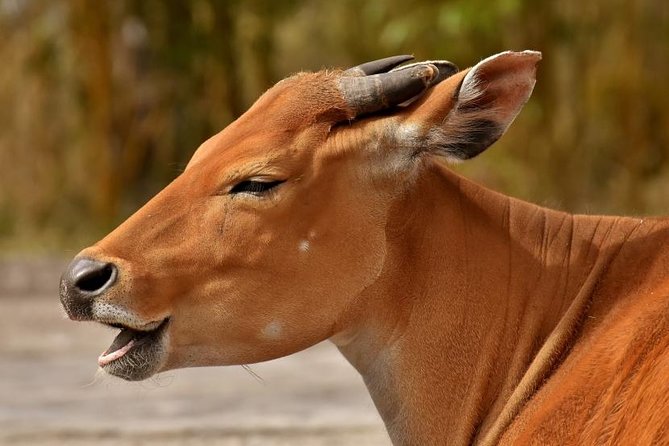 7 Days Tarangire, Serengeti, Ngorongoro & Manyara Camping Safari Tour Tanzania - Why the Serengeti receives most of your time