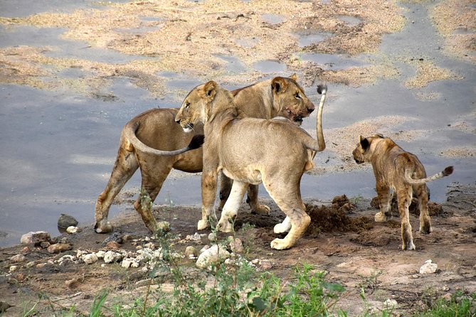 7 Days Tarangire, Serengeti, Ngorongoro & Manyara Camping Safari Tour Tanzania - Following the migration requires flexible expectations