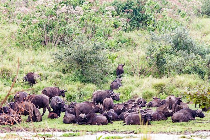 7 Days Tarangire, Serengeti, Ngorongoro & Manyara Camping Safari Tour Tanzania - Ngorongoro adds a concentrated wildlife stop