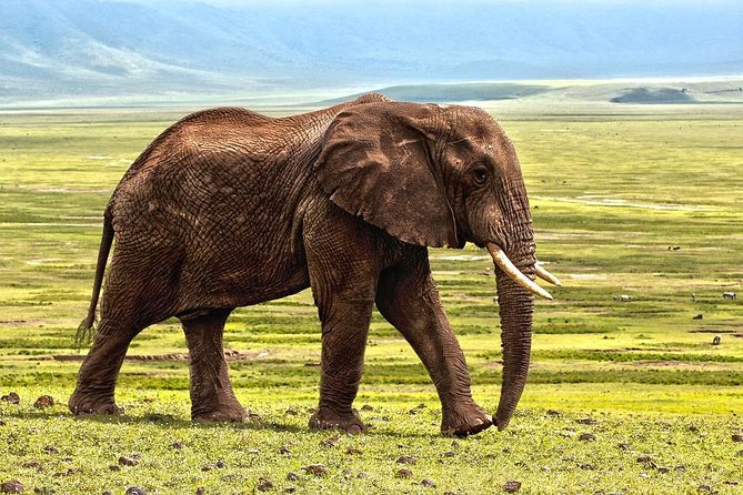 7 Days Tarangire, Serengeti, Ngorongoro & Manyara Camping Safari Tour Tanzania - Camping is practical, but know what is included