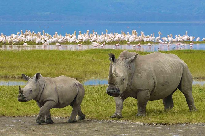 7 Days Tarangire, Serengeti, Ngorongoro & Manyara Camping Safari Tour Tanzania - What the $2,692.31 price covers