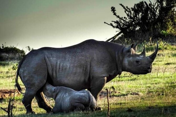 7 Days Tour Northern Tanzania Safari: - Day 1: Elephants and baobabs in Tarangire