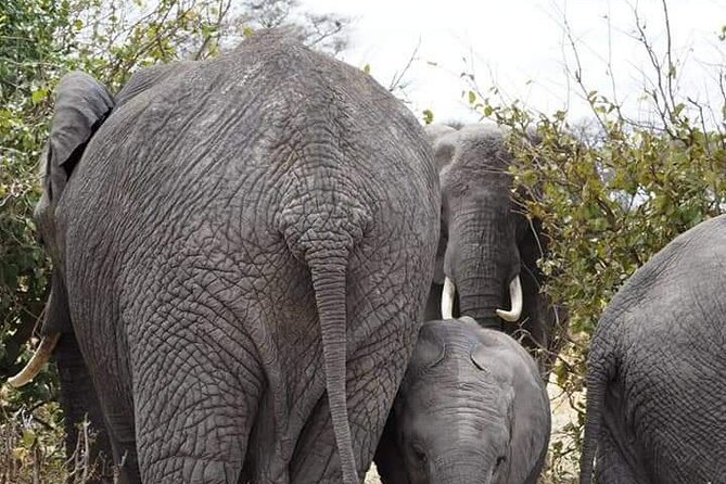 7 Days Tour Northern Tanzania Safari: - Day 4: From Serengeti to the Ngorongoro rim