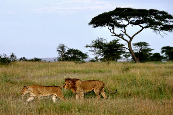 7 Days Tour Northern Tanzania Safari: - Day 5: A concentrated wildlife day inside Ngorongoro Crater