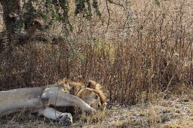 7 Days Tour Northern Tanzania Safari: - Day 6: Forest, hot springs, and birds at Lake Manyara