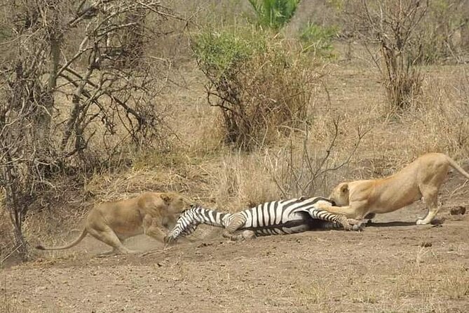 7 Days Tour Northern Tanzania Safari: - Day 7: A quieter finish in Arusha National Park