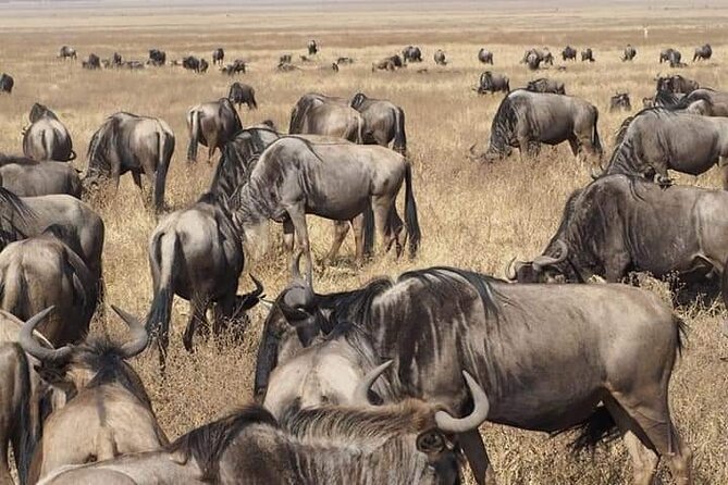 7 Days Tour Northern Tanzania Safari: - The 4WD vehicle and daily pace