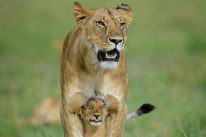 7 Days Tour Northern Tanzania Safari: - Days 2 and 3: Following the wildlife in Serengeti