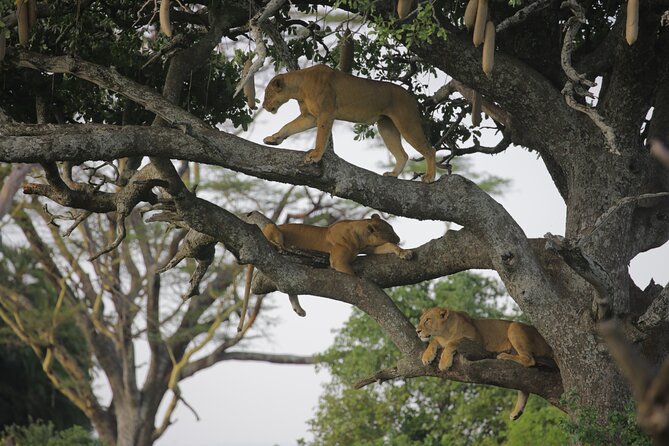 7 Days Wildebeest Migration - Ndutu Calving Season - Day 1: arriving in Arusha after the Kilimanjaro flight