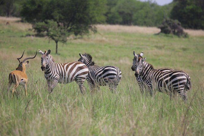 7 Days Wildebeest Migration - Ndutu Calving Season - Day 2: Lake Manyara brings forest and elephants