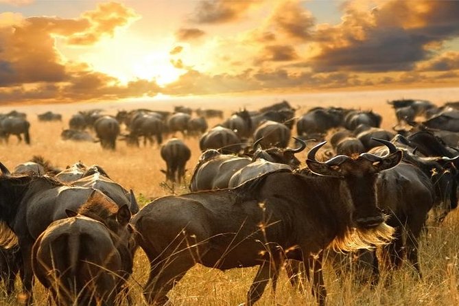 7Day Serengeti Migration (Ndutu), Crater, Hot Springs & City Tour - Day 6: Arusha markets, Tanzanite, and local food