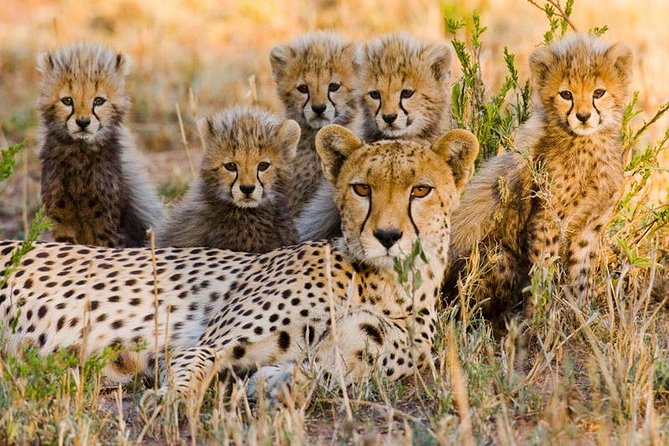7Day Serengeti Migration (Ndutu), Crater, Hot Springs & City Tour - Day 2: Following the herds into Ndutu
