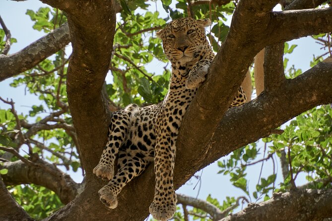 8-Day Essence of Tanzania Safari - Luxury - What the $6,785 price really buys you