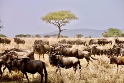 8-Day Essence of Tanzania Safari – Luxury