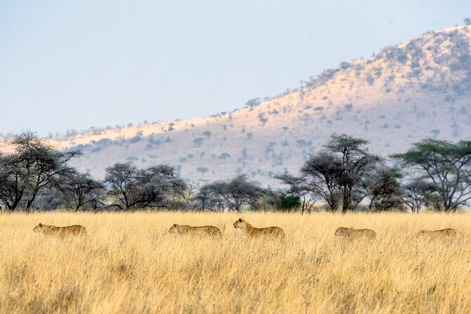 8-Day Essence of Tanzania Safari - Luxury - Day 5: A full day to read the Serengeti