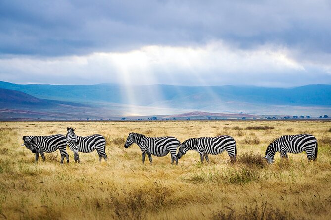8-Day Essence of Tanzania Safari - Luxury - Day 6: One last Serengeti drive and a Maasai visit