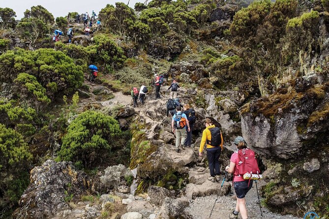8 Day Mount Kilimanjaro Trekking Lemosho Route - Day 7: Stella Point, Uhuru Peak, and the long descent