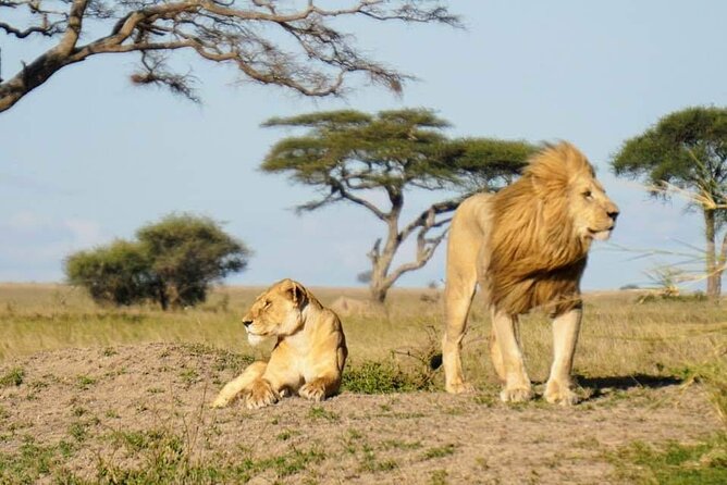 8-Day Private Guided Tanzania Safari with Pick Up - Day 3: Flamingos and tree-climbing lions at Lake Manyara