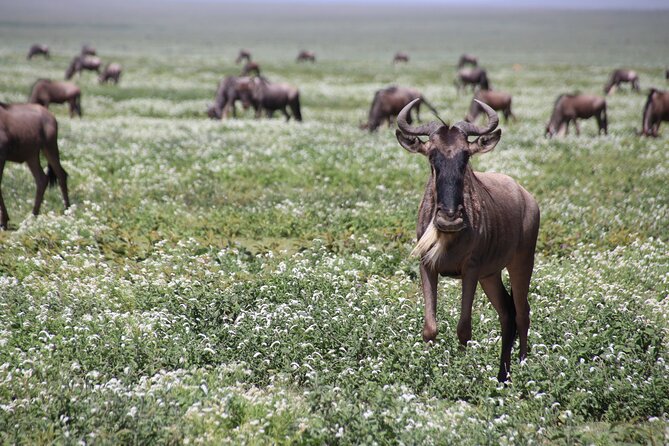 8-Day Private Guided Tanzania Safari with Pick Up - Day 8: Airport or bus-station drop-off