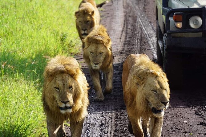 8-Day Private Guided Tanzania Safari with Pick Up - Day 1: Airport pickup and a soft landing in Arusha