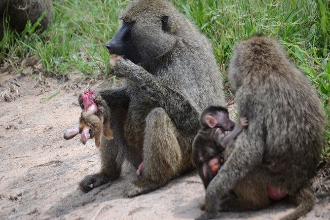 8 Day private wildebeest migration safari Serengeti Ngorongoro - Day 3: Entering the Serengeti by game drive