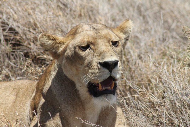 8 Day private wildebeest migration safari Serengeti Ngorongoro - Day 6: An early Serengeti departure
